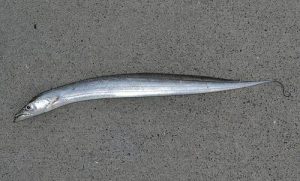 ribbonfish3